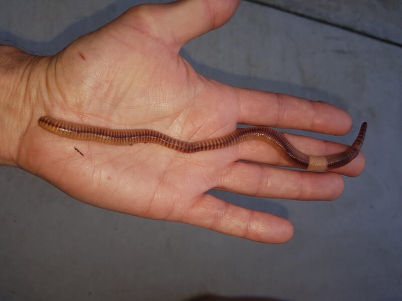 BAIT WORMS EUROPEAN NIGHT CRAWLERS How to Fish